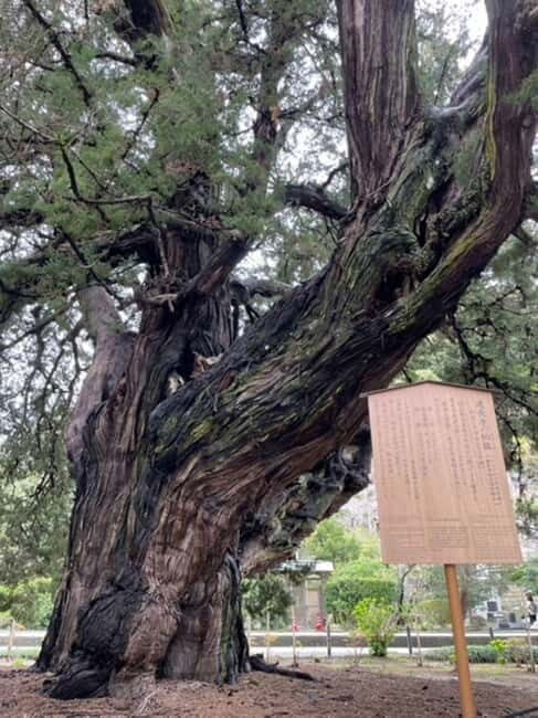Kamakura; First Samurai Capital walking tour - Tsurugaoka Hachimangu: the hilltop shrine tied to warfare luck