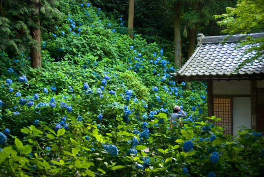 Kamakura: Great Buddha, Hase Temple, & Komachi Street Tour - Kōtoku-in: The Great Buddha That Feels More Open-Air Than Expected