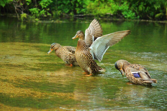 Kamikochi Private Summer Escape: Meet Wildlife in Pristine Nature - Kamikochi at 1,500m: Why This Valley Feels So Calm