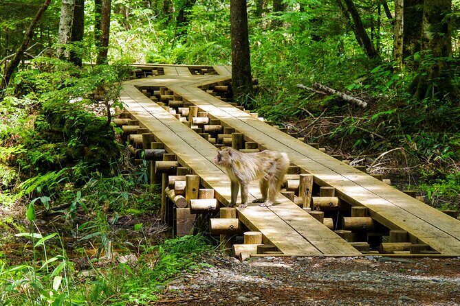 Kamikochi Private Summer Escape: Meet Wildlife in Pristine Nature - Private Car From Nagano: Worth It for Time and Pace