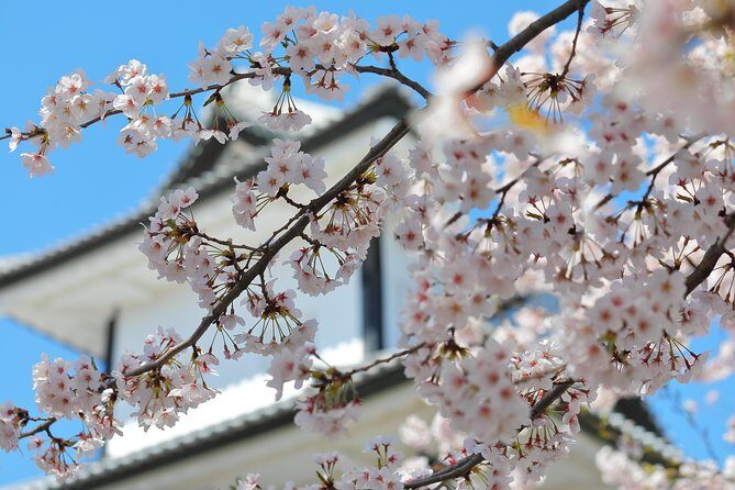 Kanazawa private half day/Photoshoot by professional photographer - Kanazawa Castle: short stop, strong photo angles