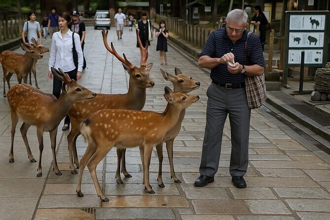 Kansai Region Hiking Adventure in Nara Kobe Kyoto and More - Mount Kongo: forest trails and summit Osaka views