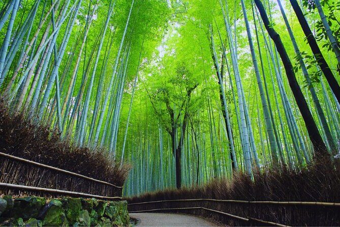 Katsuo-ji Temple, Arashiyama Forest, & Nara Park - Who this tour suits best (and who should skip it)