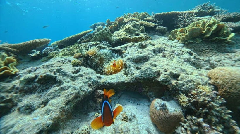 Kerama Half-Day Snorkeling Tour - Banana boat ride timing and why it’s worth the motion