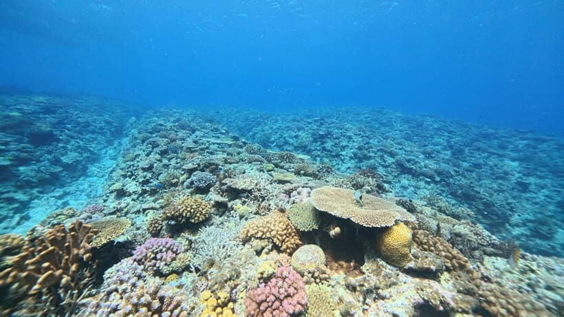 Kerama Half-Day Snorkeling Tour - The snorkeling plan: clear water, coral viewing, and a marked zone