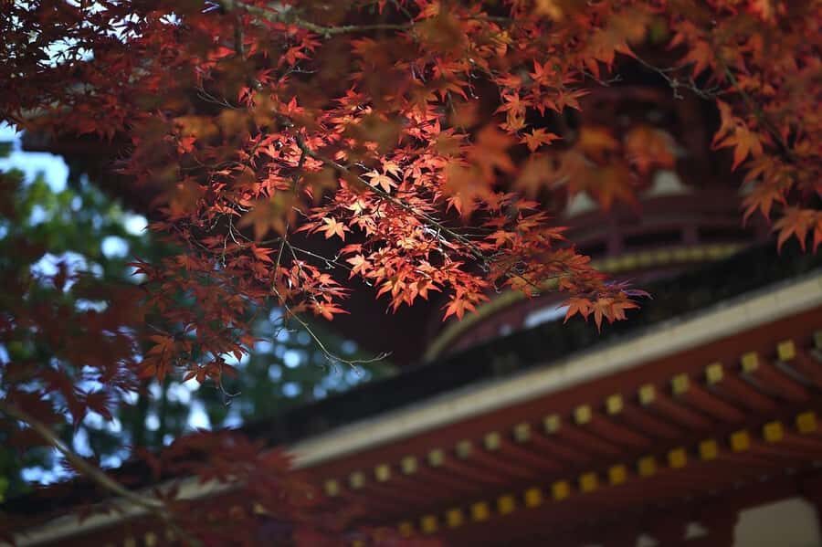 Koyasan: A Mysterious Meditation Journey - Optional live temple meditation: quiet training, not just sightseeing