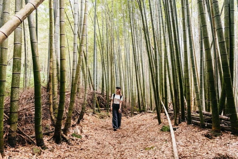 Kyoto: 3-Hour Fushimi Inari Shrine Hidden Hiking Tour - Bamboo Groves You Actually Get to Enjoy