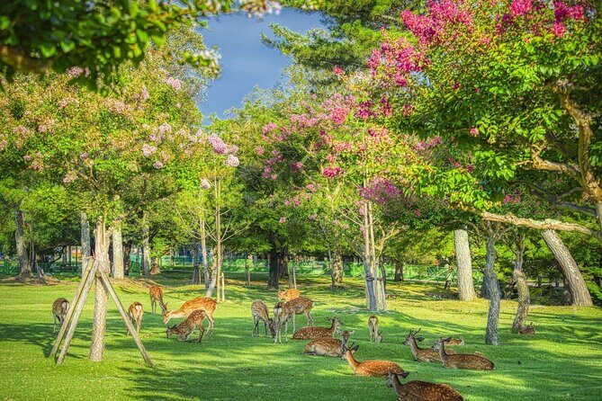 Kyoto and Nara Day Tour from Kyoto - A day that links Kyoto’s icons to Nara’s big atmosphere