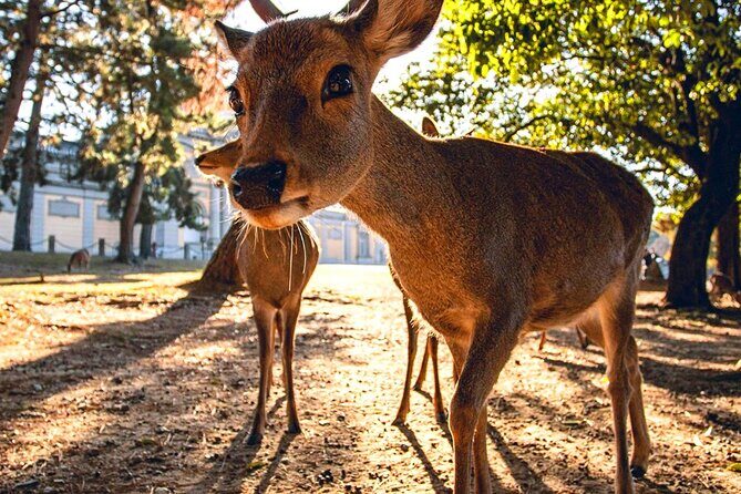 Kyoto and Nara Day Tour From Osaka with Deer Sightings - Price and Value: Does $67 Make Sense for This Day?