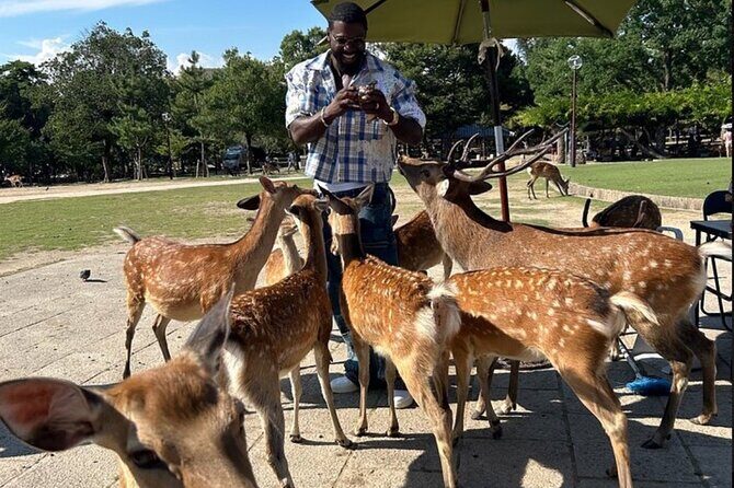 Kyoto and Nara Private Car Tour with a Local English Guide Driver - Key things that make this tour work