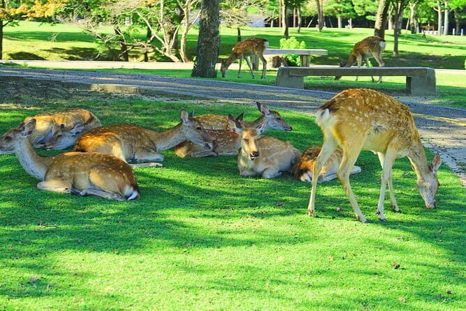 Kyoto and Nara UNESCO Highlights Full-day Tour From Osaka - A one-day Kansai hit list: Kyoto temples, Torii gates, Nara deer