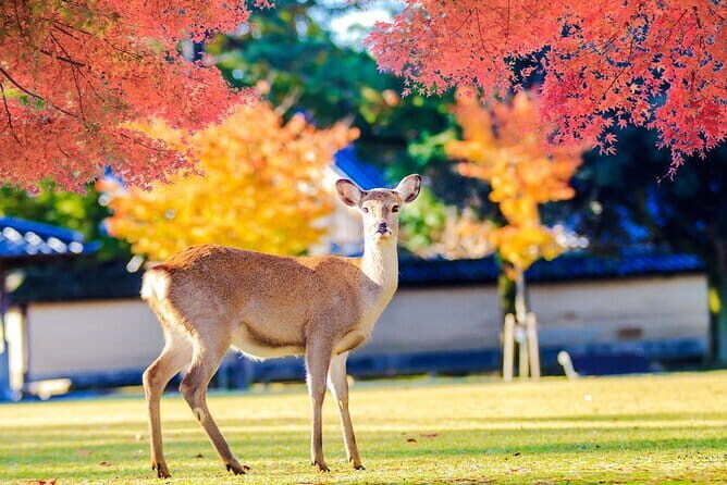 Kyoto and Nara UNESCO Highlights Full-day Tour From Osaka - Nara Park deer time and Todaiji’s giant bronze Buddha