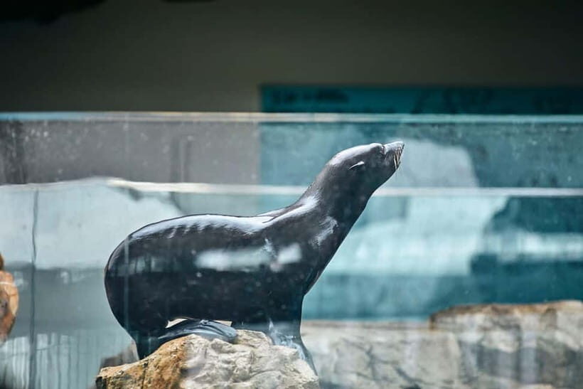 Kyoto Aquarium Admission Ticket - Making the most of your day: cameras, no re-entry, and pacing
