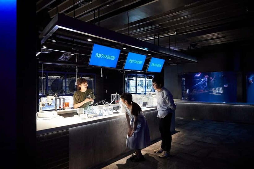 Kyoto Aquarium Admission Ticket - Jellyfish tanks and seals: the calmer contrast between big shows