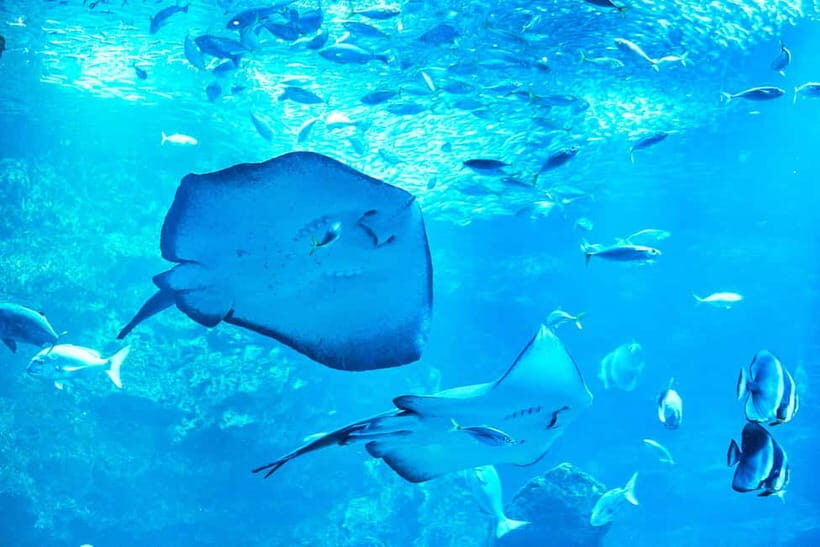 Kyoto Aquarium Admission Ticket - Satoyama recreation: a traditional rural scene, not just décor