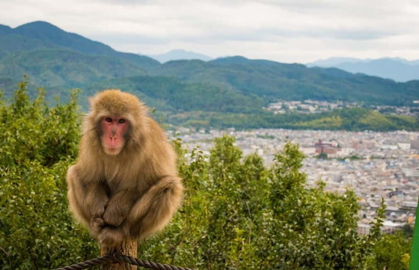 Kyoto: Arashiyama Bamboo Grove, Monkey Mountain Walking Tour - Use the Digital Kyoto Guide Once You Finish Arashiyama