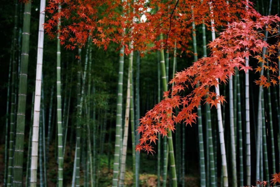 Kyoto: Arashiyama Bamboo, Togetsukyo bridge, Sanso, and more - Meeting at Tully’s: start easy, get oriented fast