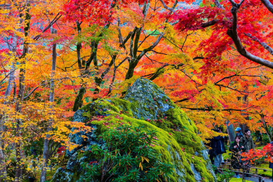 Kyoto: Arashiyama Tour with optional Sagano Romantic Train - Key highlights to know before you go