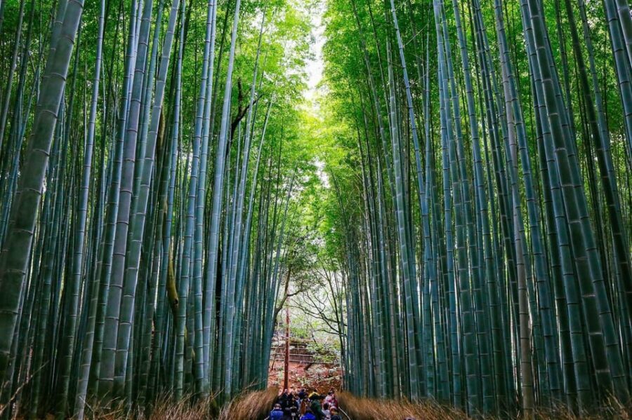 Kyoto: Arashiyama Tour with optional Sagano Romantic Train - Sagano Romantic Train views that set the tone for Arashiyama