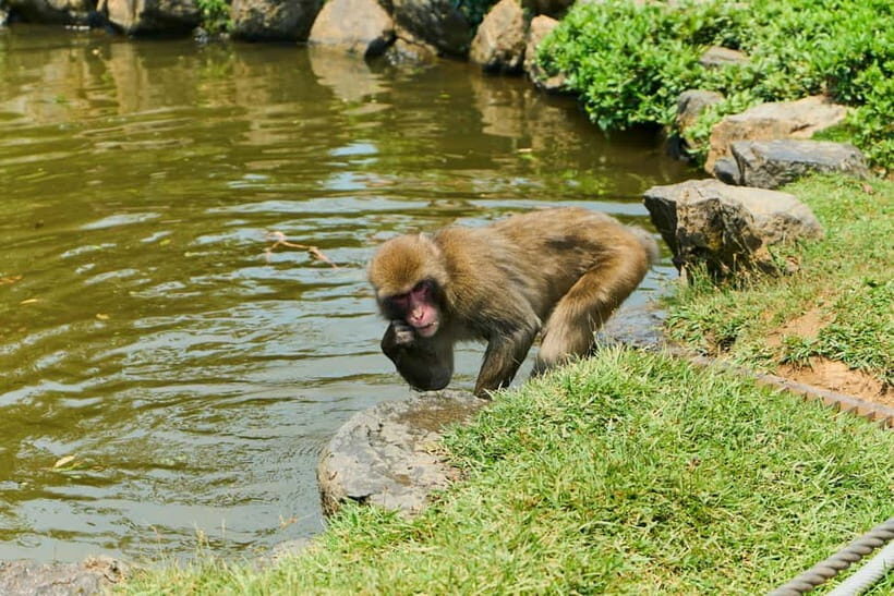 Kyoto: Arashiyama UNESCO Walking Tour with Admission - Sagano Bamboo Grove: how to get better photos and a better mood