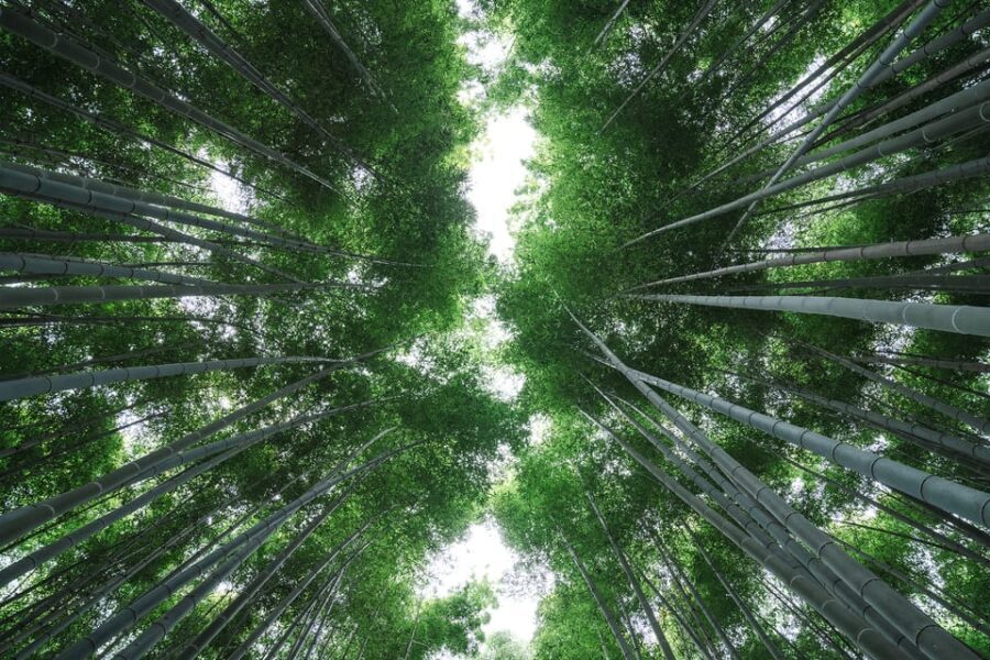 Kyoto: Arashiyama Walking Tour with Local Guide - Should You Book This Kyoto Arashiyama Walking Tour?
