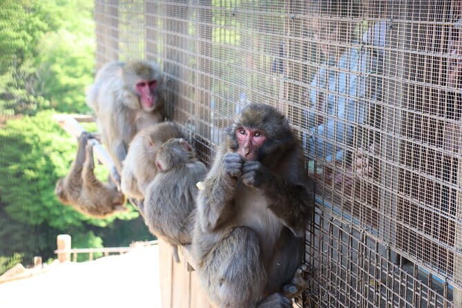 Kyoto Early Bird Tour: Fushimi Inari, Arashiyama Bamboo & Monkeys - Key things to know before you go