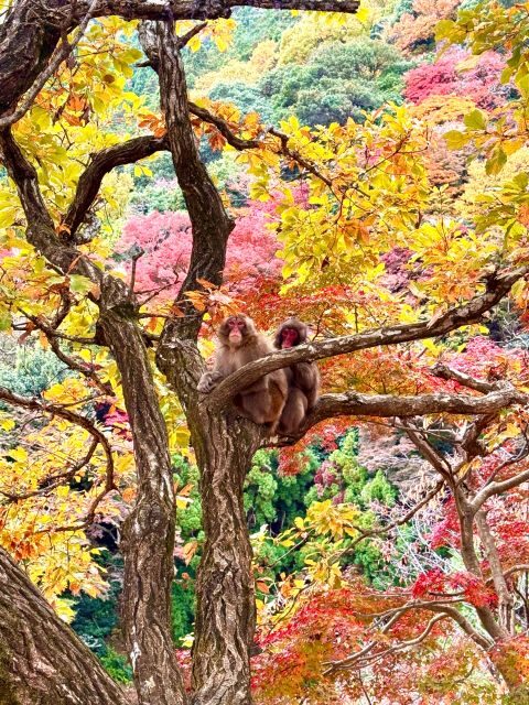 Kyoto: Fully customizable your own tour in the old capital - The Kyoto Mix: Golden Pavilion, Fushimi Inari, and More