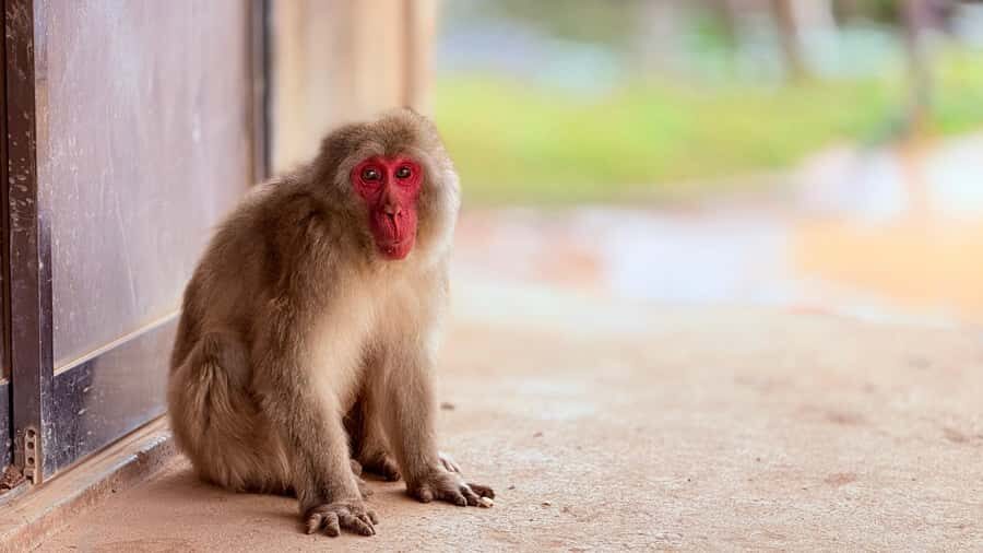 Kyoto: Fushimi, Arashiyama - Bamboo, Monkey, Torii & Secrets - Key points at a glance