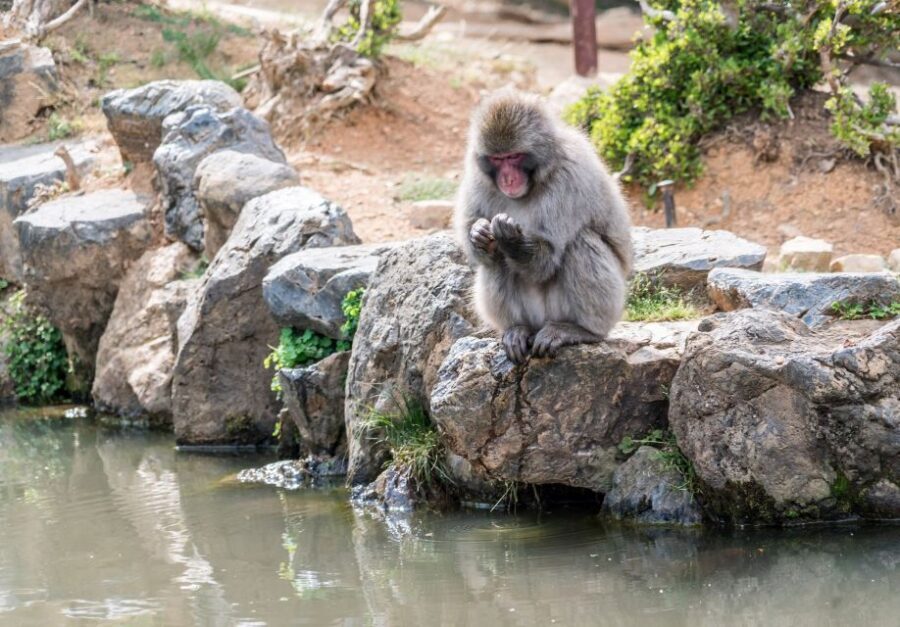 Kyoto: Fushimi, Arashiyama - Bamboo, Monkey, Torii & Secrets - Arashiyama Bamboo Grove: famous, but better with the right route