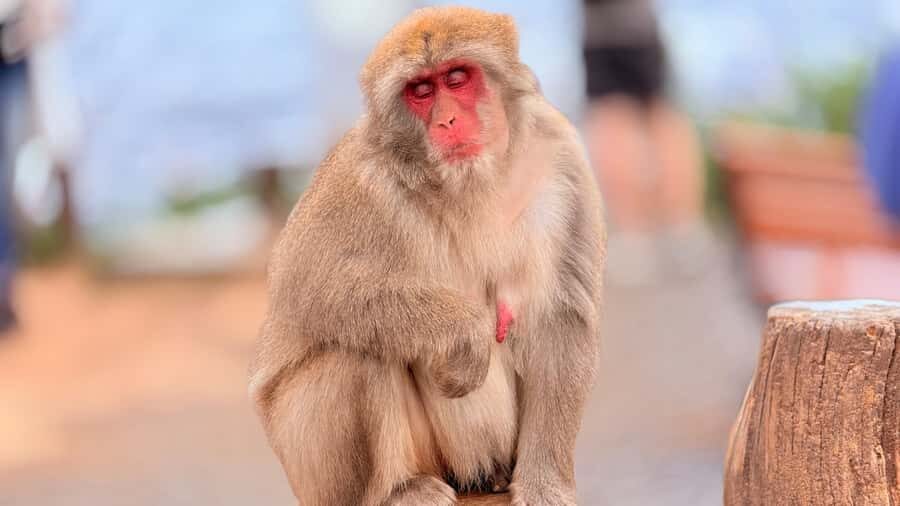 Kyoto: Fushimi, Arashiyama - Bamboo, Monkey, Torii & Secrets - Monkey Park: wild monkeys, steep steps, and big rewards