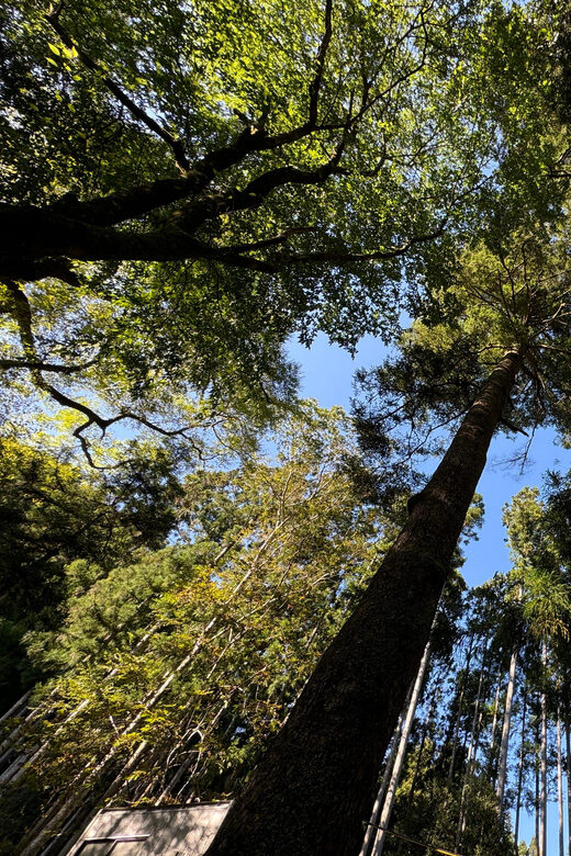 Kyoto: Kifune Shrine and the Sacred Kifune Valley Day Trip - Key highlights you can plan around