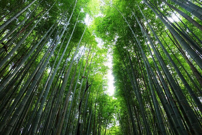 Kyoto Morning Tour with English Speaking Guide - Morning Kyoto With a 9:00 Start: What This 3-Hour Route Really Means