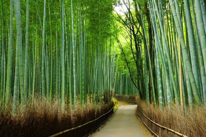 Kyoto Morning Tour with English Speaking Guide - Nonomiya Shrine: A Short Stop That Feels Like a Pause