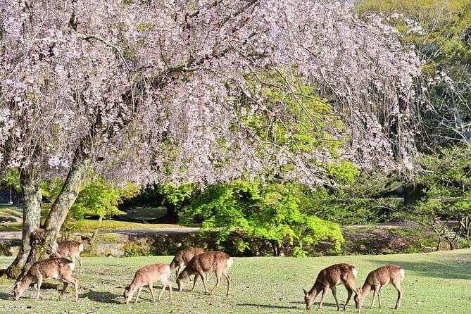 Kyoto & Nara Day Tour: Golden Pavilion, Fushimi Inari & Deer Park - Fushimi Inari Taisha: Red Torii Gates and a Midway View Break