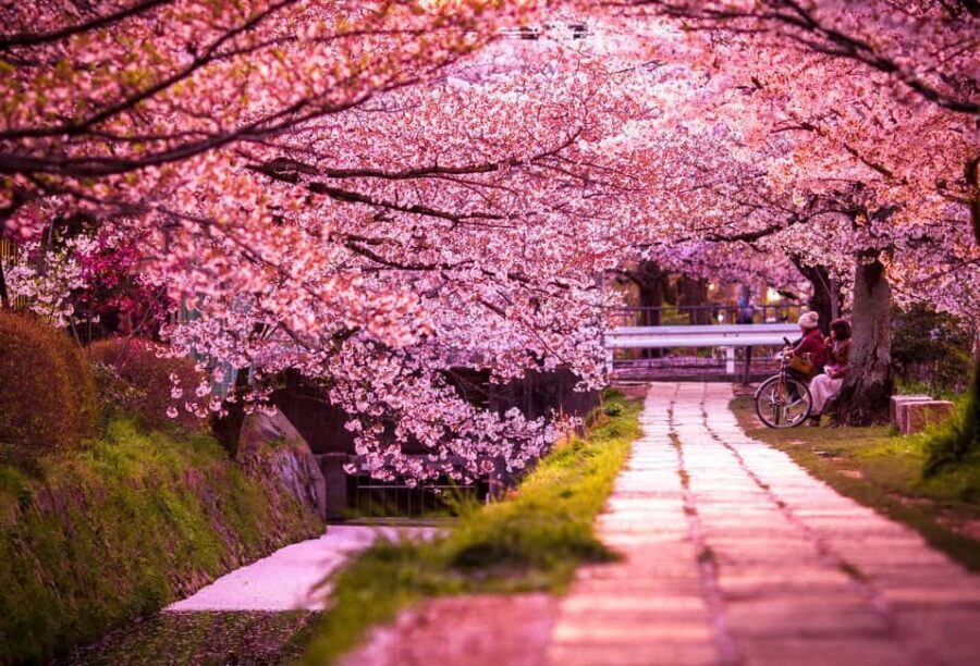 Kyoto & Nara Private Customized, Guided Tour - Price and value: is $438 for up to 6 a smart deal?