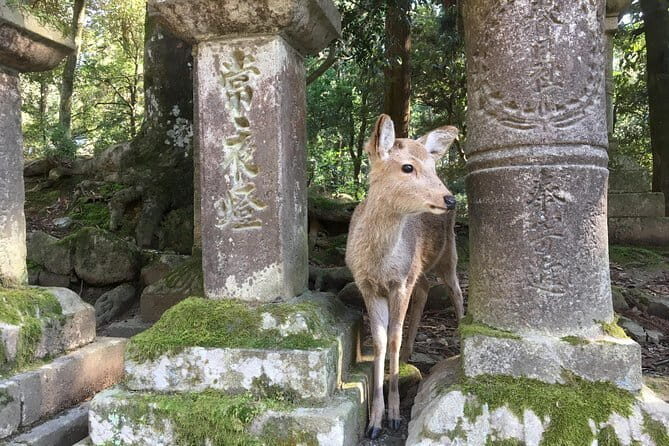 Kyoto & Nara Private customized tour with English speaking Guide - Fushimi Inari Taisha: red torii gates without the wandering
