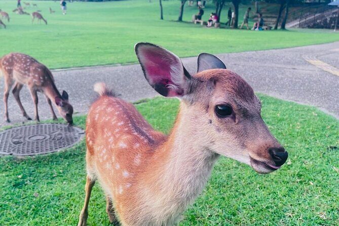 Kyoto & Nara: Private Day Tour by luxury Vehicle & English Guide - Why a private Kyoto-and-Nara day feels easier than DIY