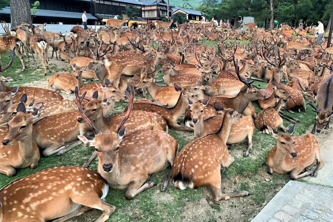 Kyoto & Nara Private Tour from Osaka Kyoto Hotel Pick-up - Quick hits before you go