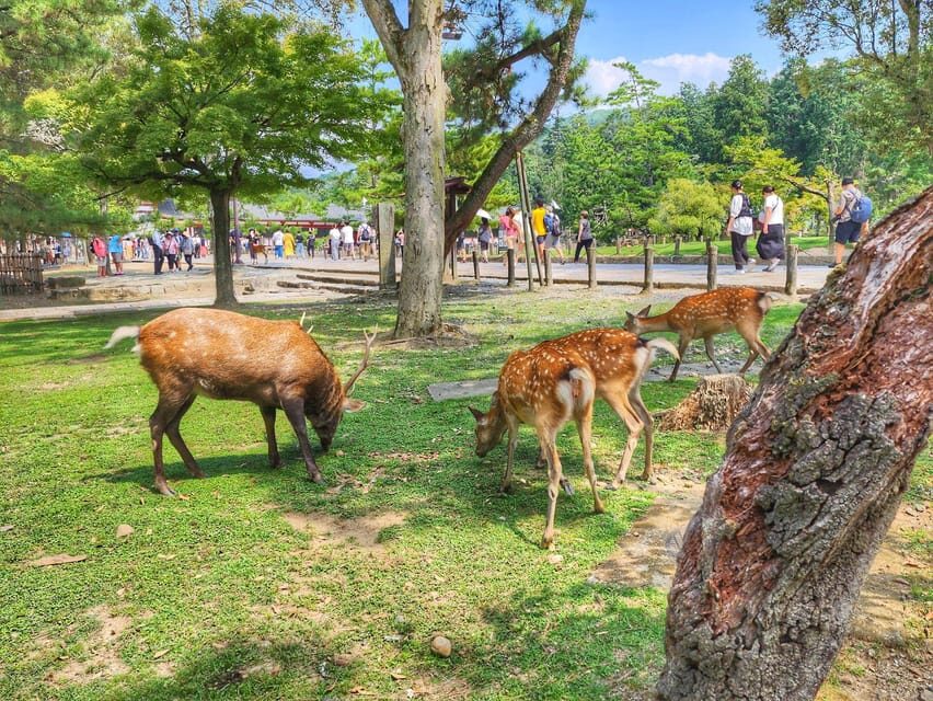 Kyoto: Nara, Todaiji, Kasuga Taisha Shrine Private Full Day - Kyoto Station to Nara: the easiest way to start strong