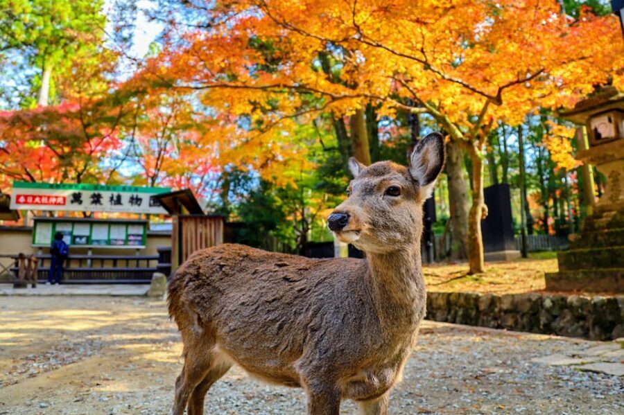 Kyoto: Nara & Traditional Matcha Experience Bus Tour - Todai-ji Temple: The Great Buddha and One Giant Wooden Hall