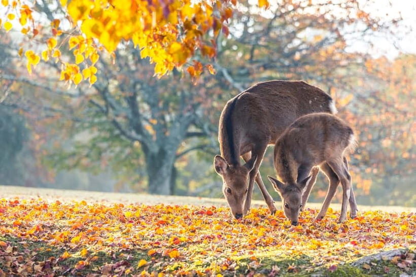 Kyoto/Osaka: Kinkakuji, Bamboo Forest, and Nara Deer Park - Key Things You’ll Notice on This Kyoto and Nara Route