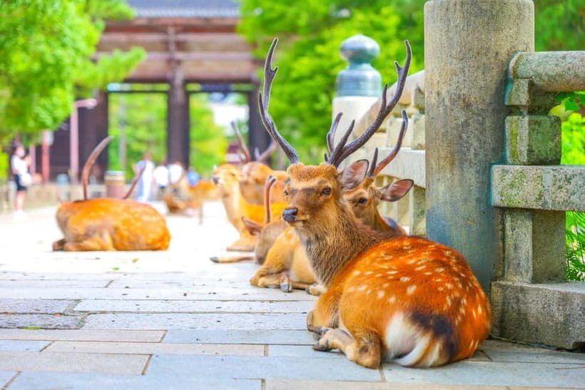 Kyoto/Osaka: Kinkakuji, Bamboo Forest, and Nara Deer Park - Why This Day Trip Works (Kyoto to Nara, Without the Stress)