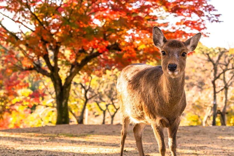 Kyoto/Osaka: Kinkakuji, Bamboo Forest, and Nara Deer Park - Arashiyama’s Bamboo Forest and Togetsukyo by the Katsura River