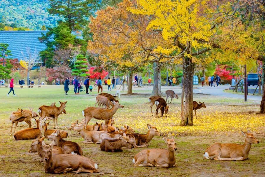 Kyoto/Osaka: Kyoto and Nara Customized Private Guided Tour - Key things I’d mark in bold before booking