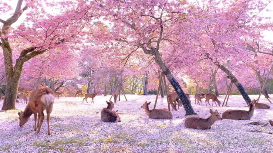 Kyoto/Osaka: Kyoto and Nara Customized Private Guided Tour - Why this Kyoto-and-Nara private car day works so well