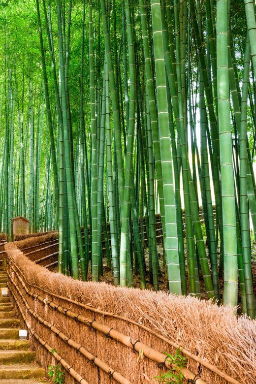 Kyoto/Osaka: Kyoto and Nara Customized Private Guided Tour - The guide and driver factor: why this day feels easy