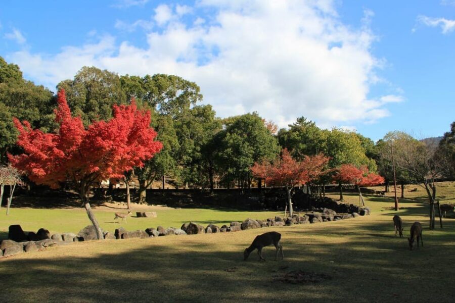 Kyoto/Osaka: Nara Customizable Self-Guided Tour with Driver - Key things to know before you go