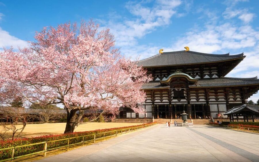 Kyoto/Osaka: Nara Customizable Self-Guided Tour with Driver - Customizing your Nara day: the practical rules