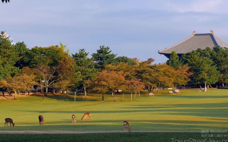 Kyoto/Osaka: Nara Customizable Self-Guided Tour with Driver - Logistics that can make or break your day