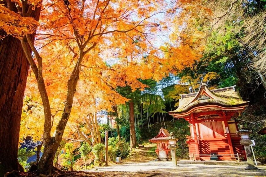 Kyoto/Osaka: Nara Customizable Self-Guided Tour with Driver - Tips to make the most of your 10 hours